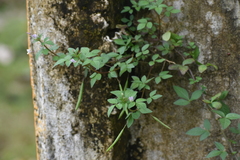 Cleome rutidosperma