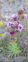Liatris novae-angliae