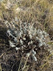 Krascheninnikovia lanata