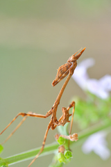 Empusa pennata