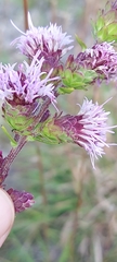 Liatris novae-angliae