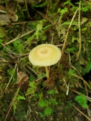 Entoloma unicolor