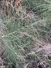 Equisetum telmateia