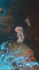 Hermodice carunculata