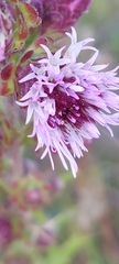 Liatris novae-angliae