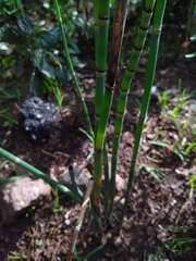 Equisetum laevigatum