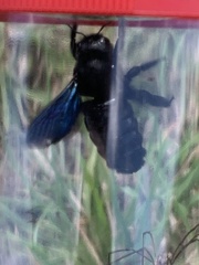 Xylocopa violacea