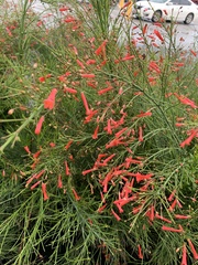 Russelia equisetiformis