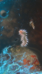 Hermodice carunculata