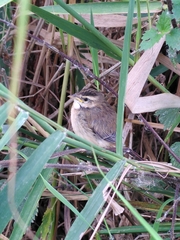 Acrocephalus schoenobaenus
