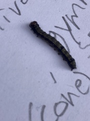 Phryganidia californica