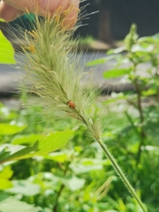 Cycloneda emarginata