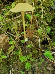 Entoloma unicolor