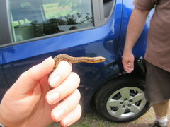 Thamnophis sirtalis pallidulus