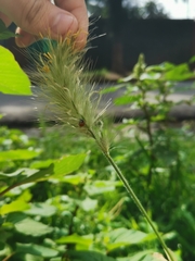 Cycloneda emarginata