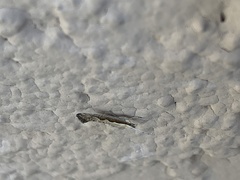 Plutella xylostella