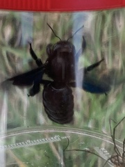 Xylocopa violacea
