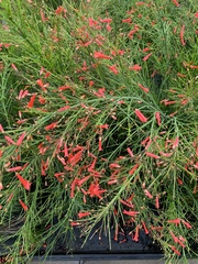 Russelia equisetiformis