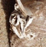 Serpulidae