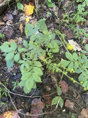 Agrimonia gryposepala