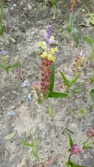 Lachenalia