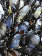 Mytilus