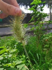 Cycloneda emarginata