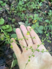 Agrimonia gryposepala