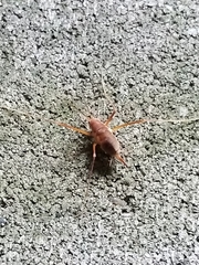 Hadenoecus subterraneus