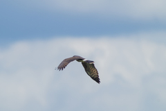 Rostrhamus sociabilis