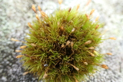 Ptychomitrium polyphyllum