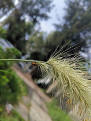 Cycloneda emarginata