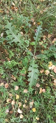 Carduus crispus