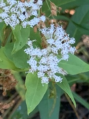 Mikania scandens