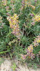 Tetragonia fruticosa