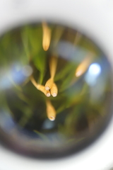 Ptychomitrium polyphyllum