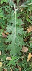 Carduus crispus