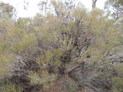 Allocasuarina