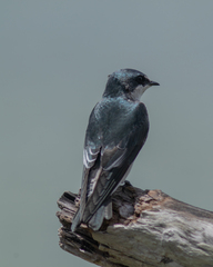 Tachycineta albilinea