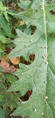 Carduus crispus