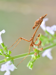 Empusa pennata