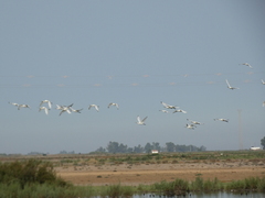 Platalea leucorodia