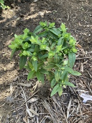 Symphyotrichum puniceum