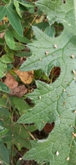 Carduus crispus
