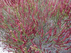 Allocasuarina