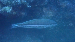 Serranus cabrilla