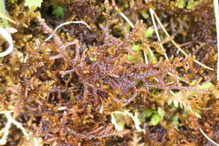 Frullania