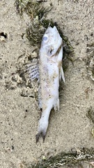 Gymnocephalus cernua