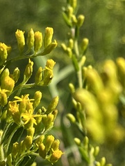 Solidago leavenworthii