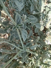 Heliotropium europaeum